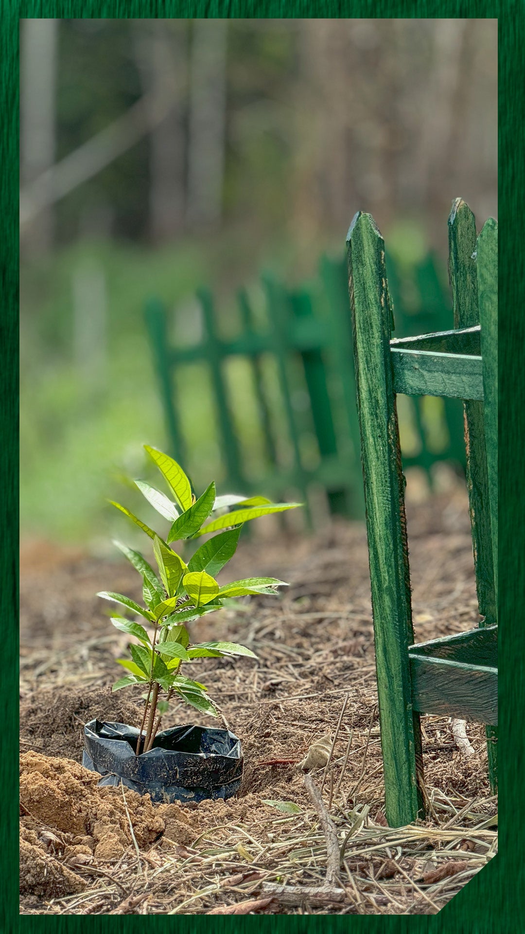🌳Adopt Your Own Plant Child (Heal the Community)