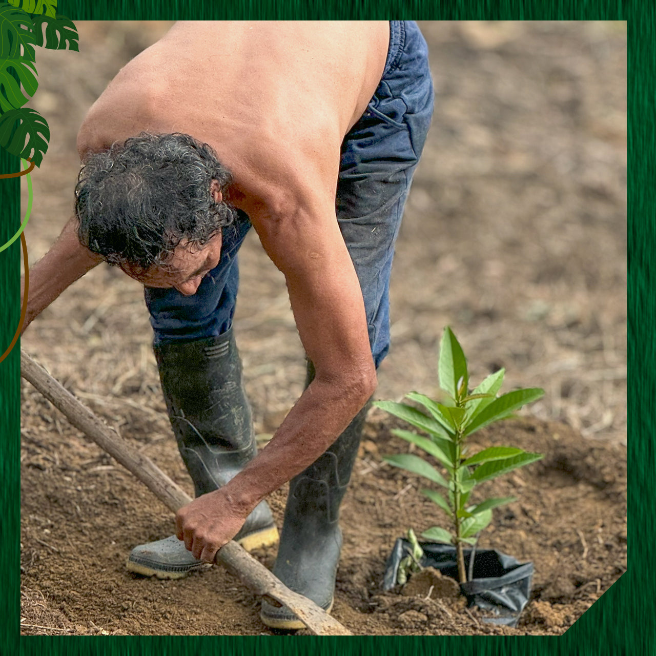 🌳Adopt Your Own Plant Child (Heal the Community)