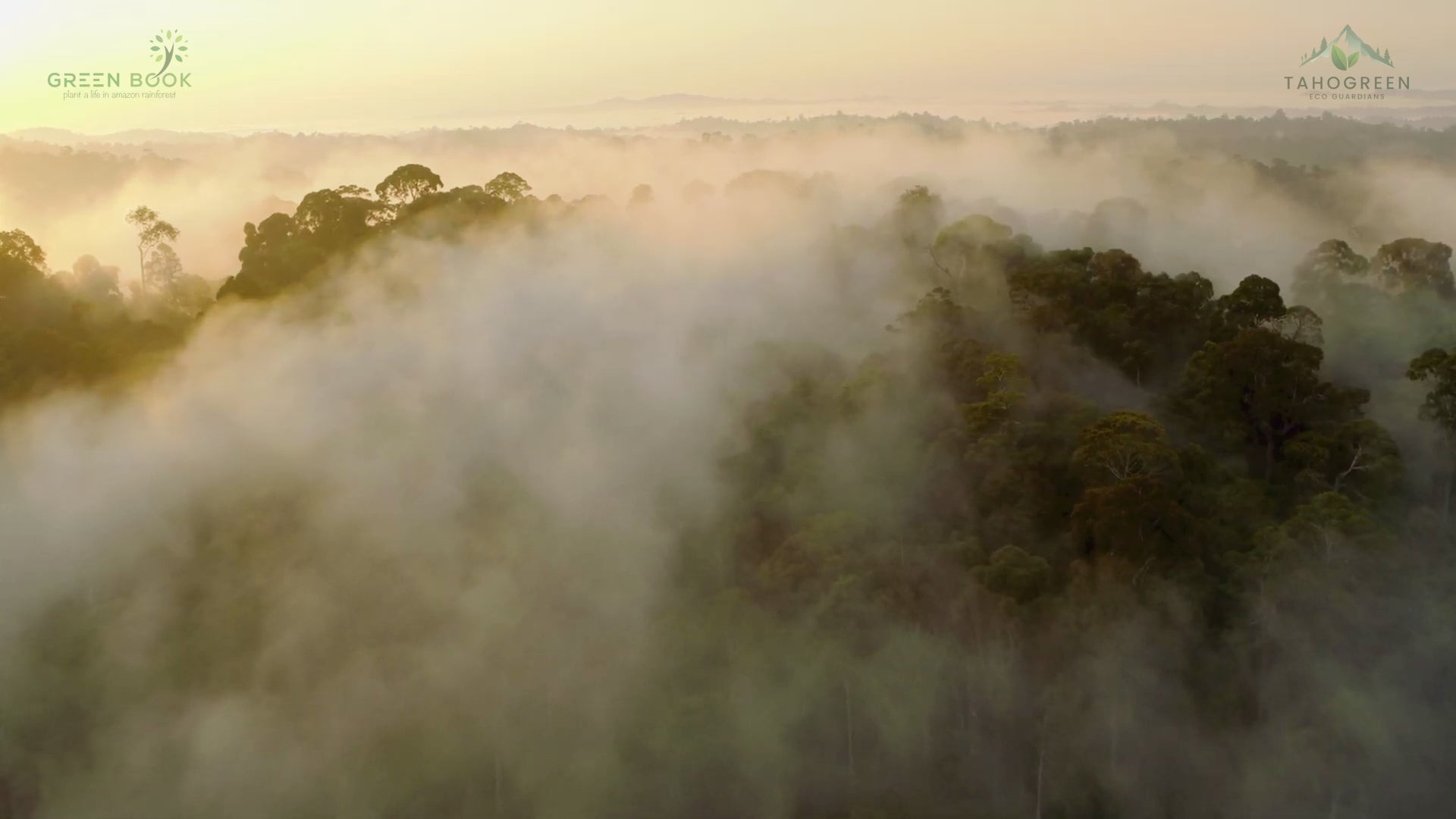 Load video: Save Amazon