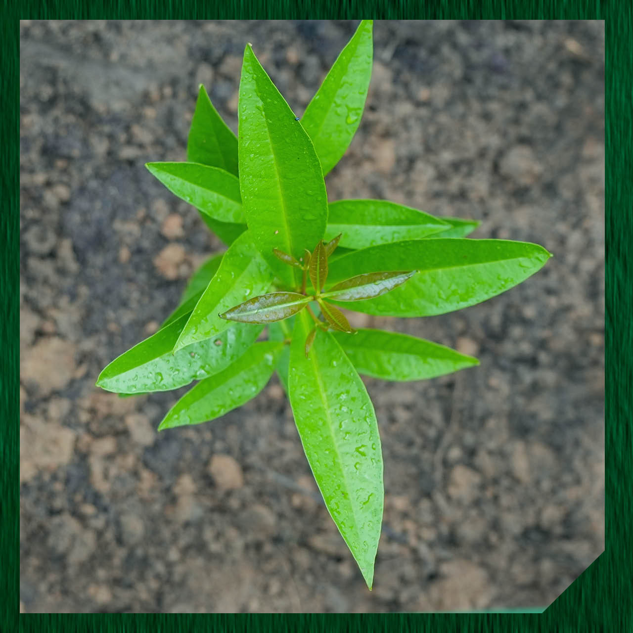 🌿 Heal with 1